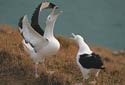 Royal Albatross Centre