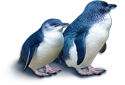 Blue Penguin