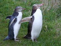 Yellow Eyed Penguins